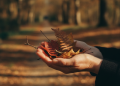 auto-cycle-menstruel-deregie-automne-troubles-hormonaux-1790302072231.png
